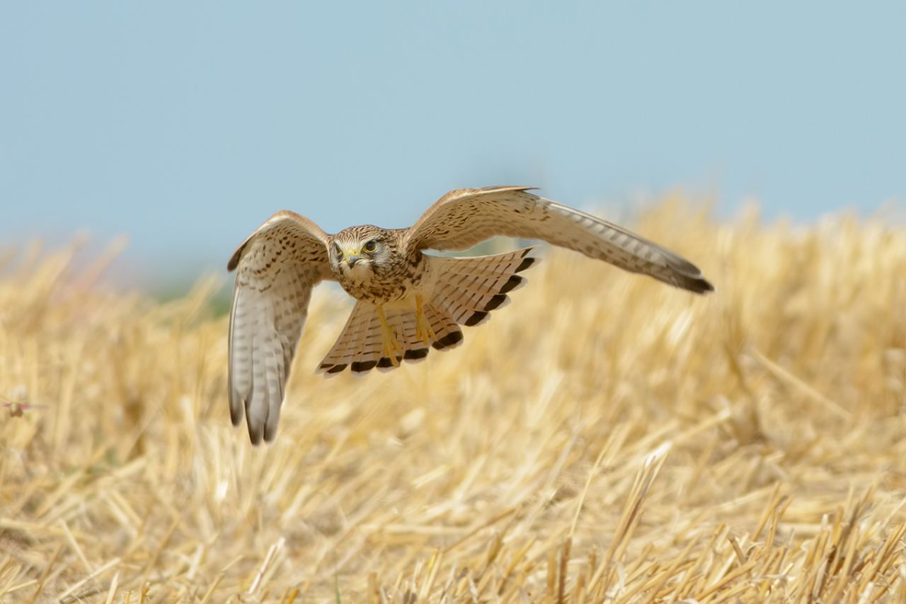 Gheppio (Falco tinnunculus)